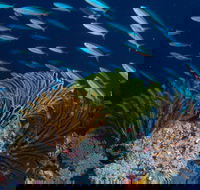 Southern Small Detached Reef Dive Site - Queensland Tourism