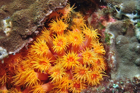 Sunshine Reef - Queensland Tourism 1