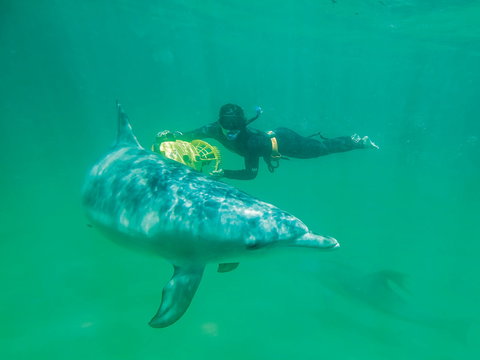 Swim With Dolphins Day Trip - QLD Tourism 1