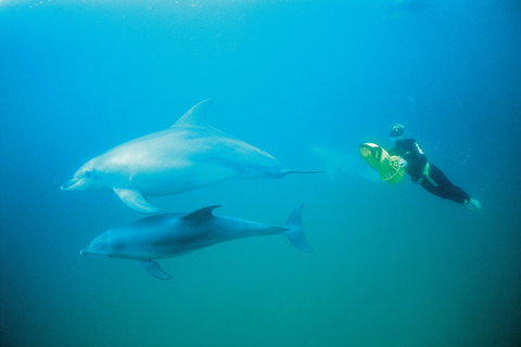 Swim With Dolphins Day Trip - QLD Tourism 2