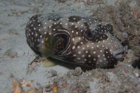 The Wrecks Dive Site At Moreton Island - Queensland Tourism 0