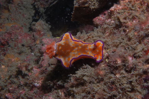 The Wrecks Dive Site At Moreton Island - Queensland Tourism 1