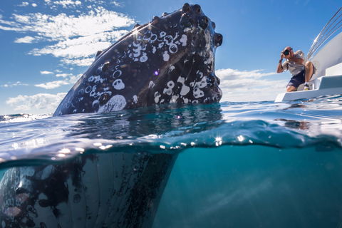 Whale Watching - Queensland Tourism 0
