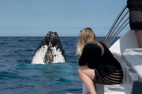 Whale Watching - Queensland Tourism 1