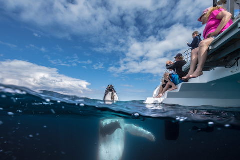 Whale Watching - Queensland Tourism 2