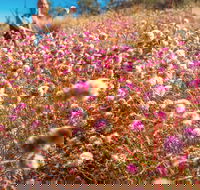 Wineries and Wildflowers - QLD Tourism