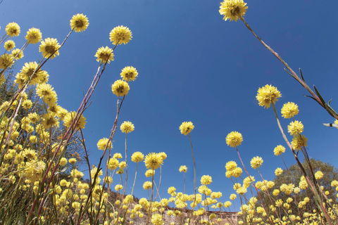 Wineries And Wildflowers - QLD Tourism 2
