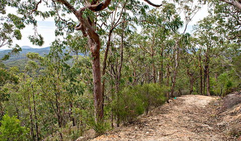 Yango Walking Track - Queensland Tourism 0