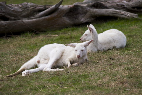 Yarra Valley Nocturnal Zoo - QLD Tourism 0