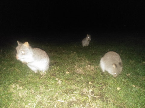 Yarra Valley Nocturnal Zoo - QLD Tourism 2