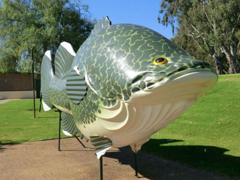 Big Murray Cod - QLD Tourism 0