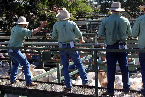 Blackall Saleyards - Queensland Tourism 2