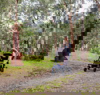 Currawong Bush Park - QLD Tourism