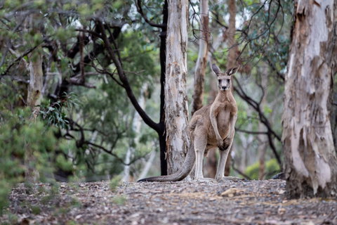 Currawong Bush Park - QLD Tourism 1