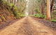 Cycle Mogo State Forest - thumb 1