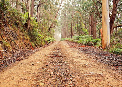 Cycle Mogo State Forest - QLD Tourism 1
