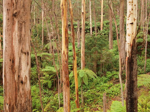 Cycle Mogo State Forest - QLD Tourism 2