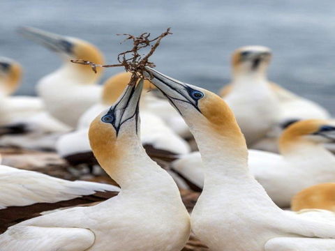 Gannets In Portland - Queensland Tourism 0