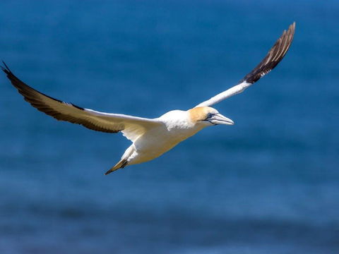 Gannets In Portland - Queensland Tourism 1