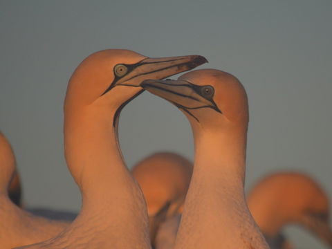 Gannets In Portland - Queensland Tourism 2
