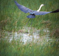 Germein Reserve - QLD Tourism