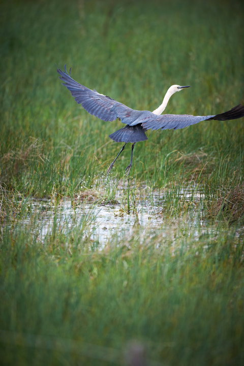 Germein Reserve - QLD Tourism 0