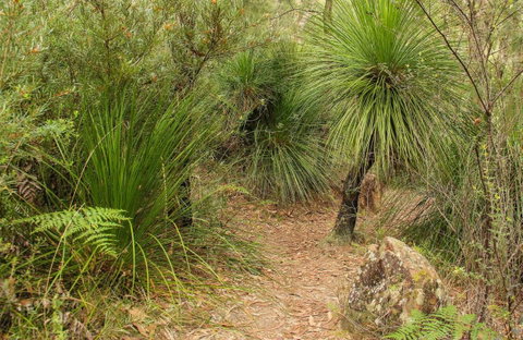 Grass Tree Circuit - QLD Tourism 0