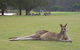Kangaroo Tours At Gisborne Golf Club Inc - thumb 1