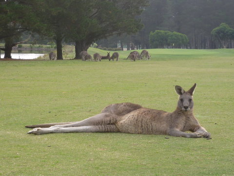 Kangaroo Tours At Gisborne Golf Club Inc - QLD Tourism 1