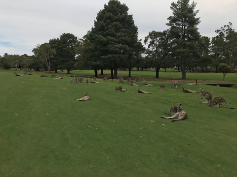 Kangaroo Tours At Gisborne Golf Club Inc - QLD Tourism 2