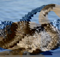 Lake Monger - QLD Tourism