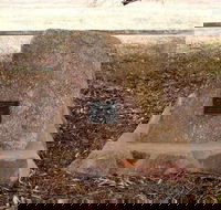 May Gibbs Tree - QLD Tourism