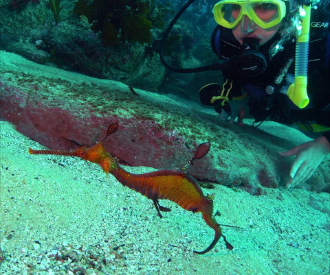 Merimbula Divers Lodge - QLD Tourism 2