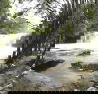 Nellies Glen Carrington Falls - QLD Tourism