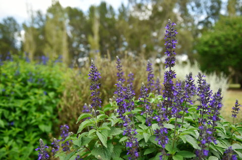 Picton Botanic Gardens - Queensland Tourism 1