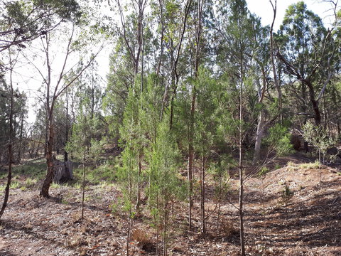 Pioneer Park - QLD Tourism 2