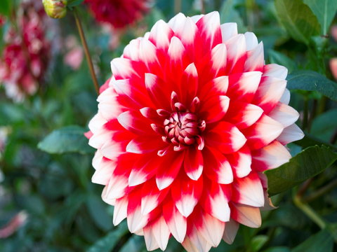 Portland Botanical Gardens - QLD Tourism 1