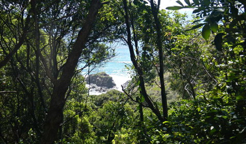 Rainforest Walking Track, Hat Head National Park - QLD Tourism 0