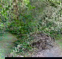 Rainforest Walking Track Roberston Nature Reserve - Queensland Tourism
