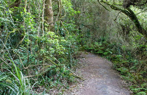Rainforest Walking Track, Roberston Nature Reserve - Queensland Tourism 0