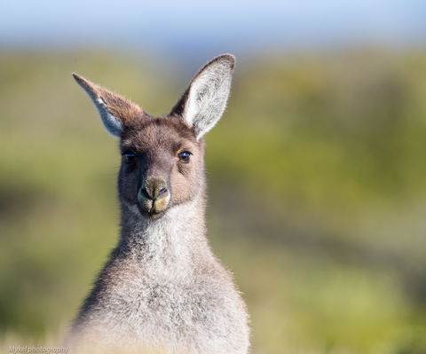 The Sole Walk At Hillocks Drive - QLD Tourism 1