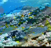 Twin Peaks Dive Site - Queensland Tourism