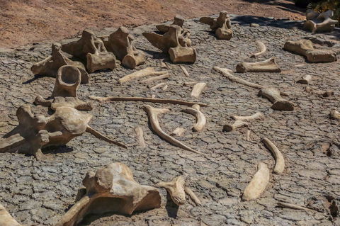 Australian Age Of Dinosaurs - QLD Tourism 2