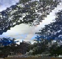 Bilston's Tree - QLD Tourism