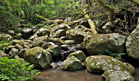 Booyong Walking Track - QLD Tourism 0