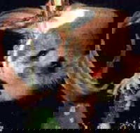 Carrowong Fauna Sanctuary - Queensland Tourism