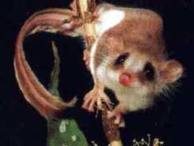 Carrowong Fauna Sanctuary - Queensland Tourism 0