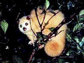 Carrowong Fauna Sanctuary - Queensland Tourism 1