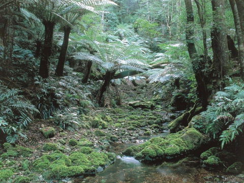 Corn Trail - QLD Tourism 0