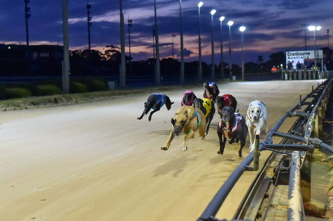 Cranbourne Greyhound Racing Club - Queensland Tourism 1